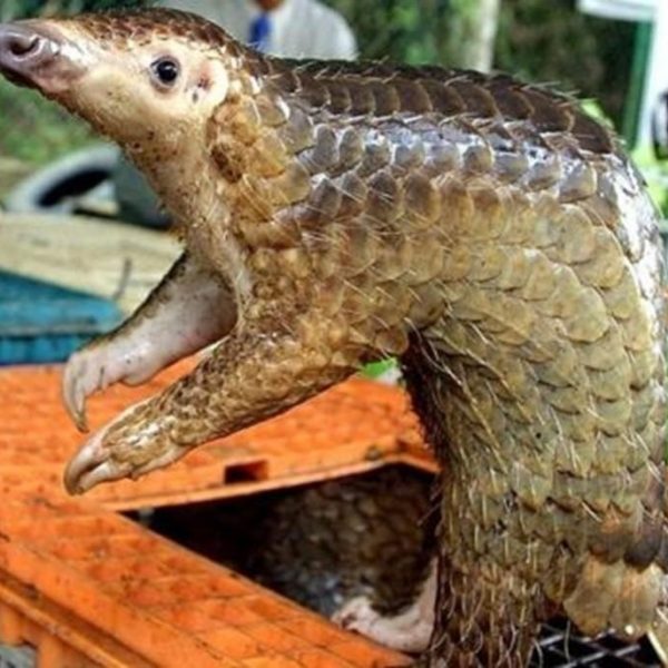 pangolins china 02