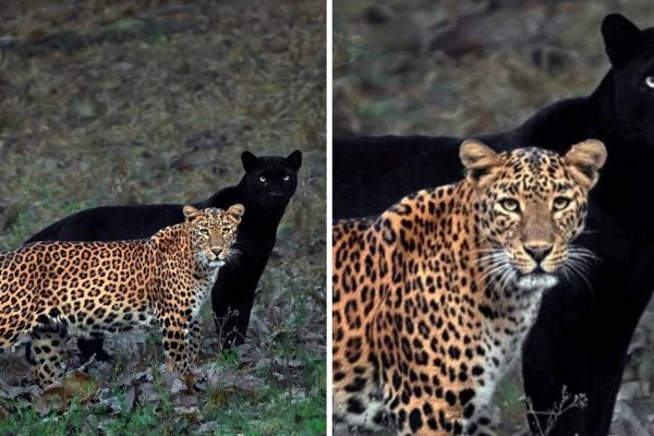 pantera e leopardo capa