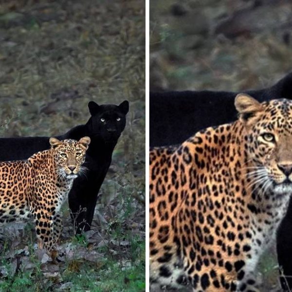 pantera e leopardo capa