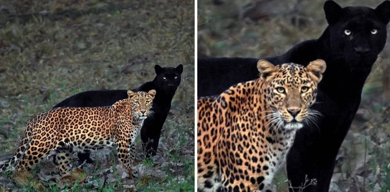 pantera e leopardo capa
