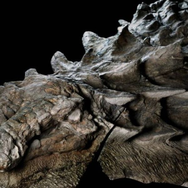 pele intacta 01