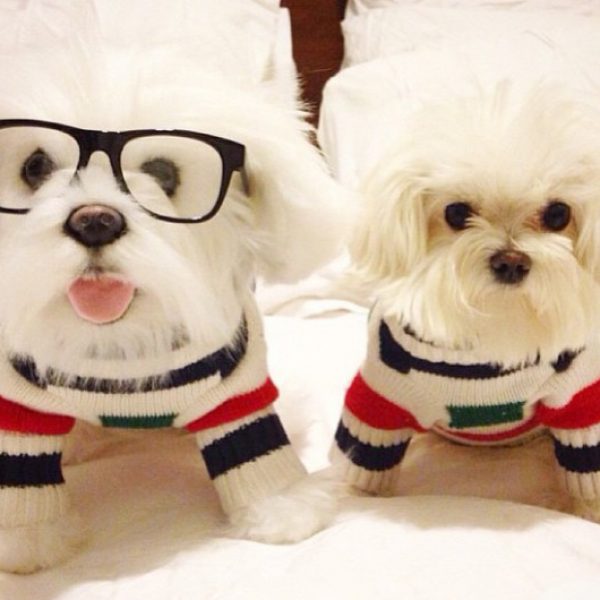 pet-copy-custom-plush-toys-cuddle-clones-16-605x530
