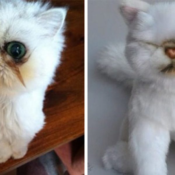 pet-copy-custom-plush-toys-cuddle-clones-24