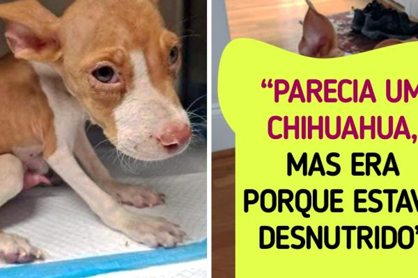 pets adotados capa