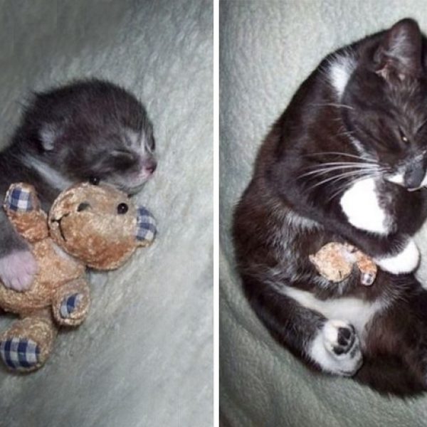 pets-with-toys-cats-dogs-before-and-after-photos-661__700