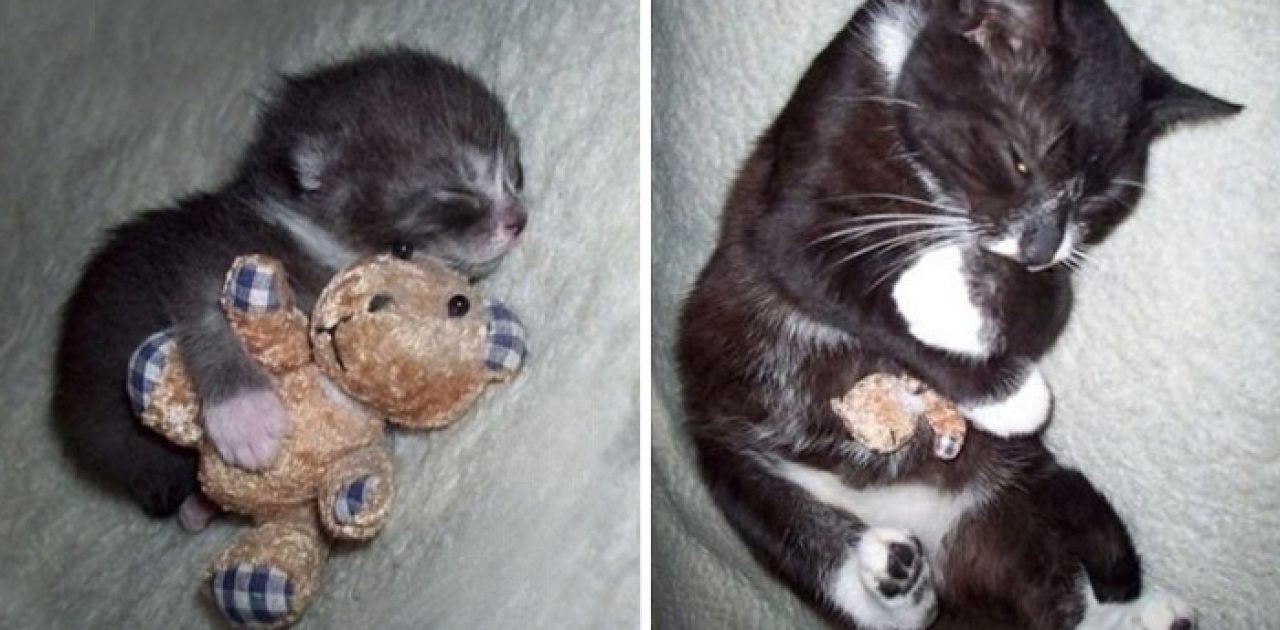 pets-with-toys-cats-dogs-before-and-after-photos-661__700