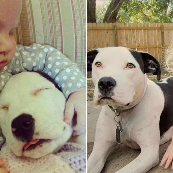 pibull