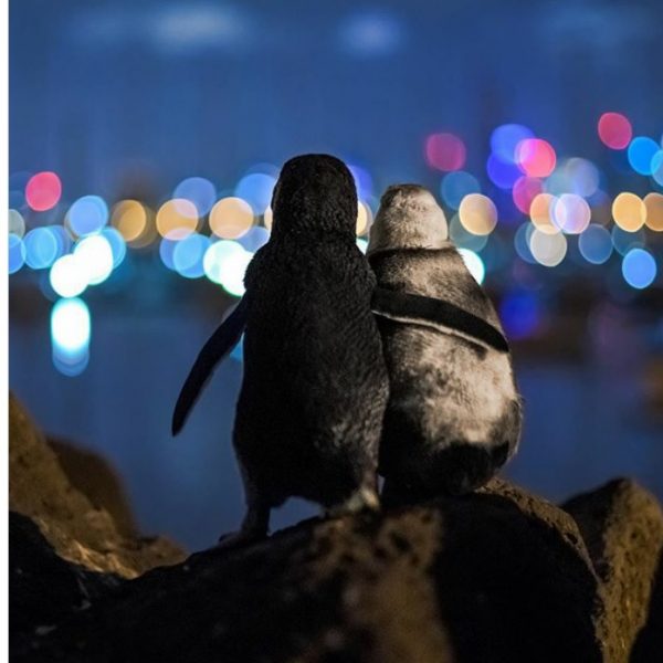 pinguim 01