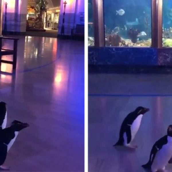 pinguins passeando capa