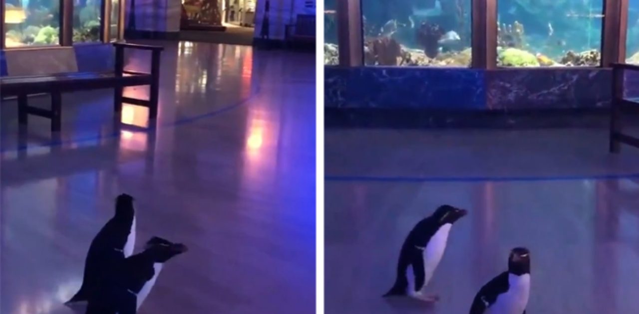 pinguins passeando capa