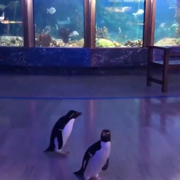 pinguins passeando mobile