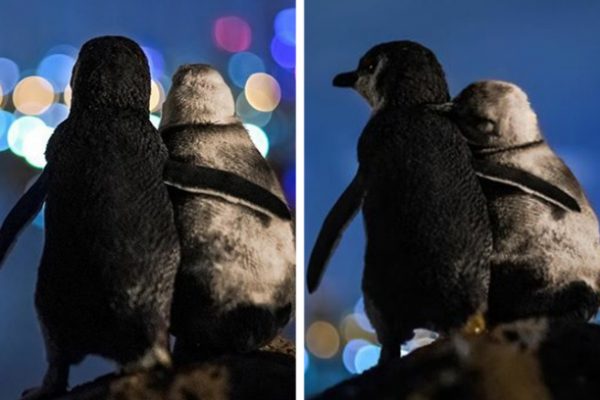 pinguins viuvos capa