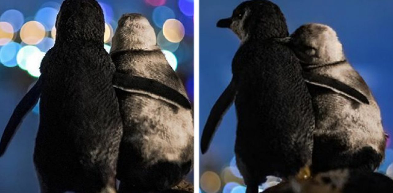 pinguins viuvos capa
