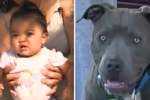 pit bull capa