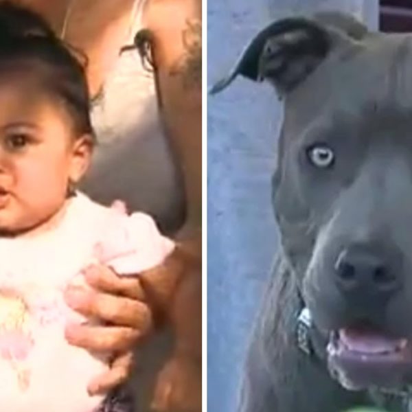 pit bull capa