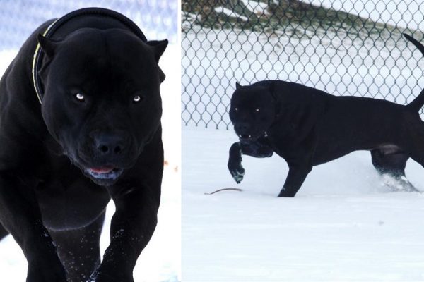 pitt bull negro