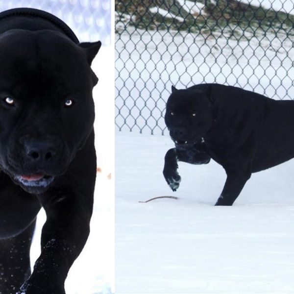 pitt bull negro