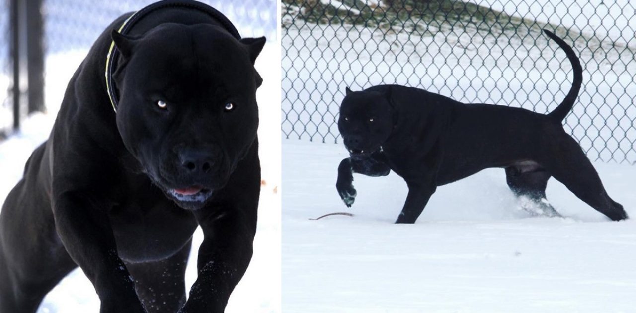 pitt bull negro