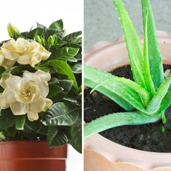 plantas pra dormir capa