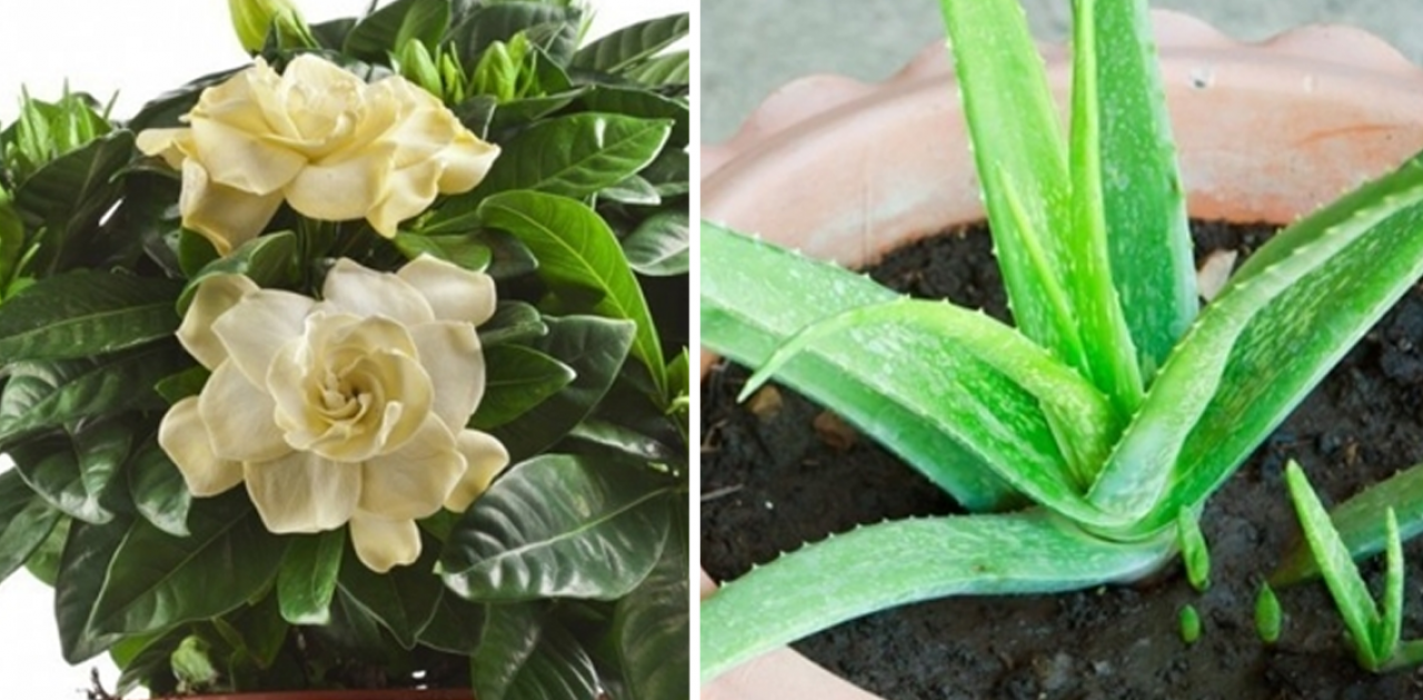 plantas pra dormir capa