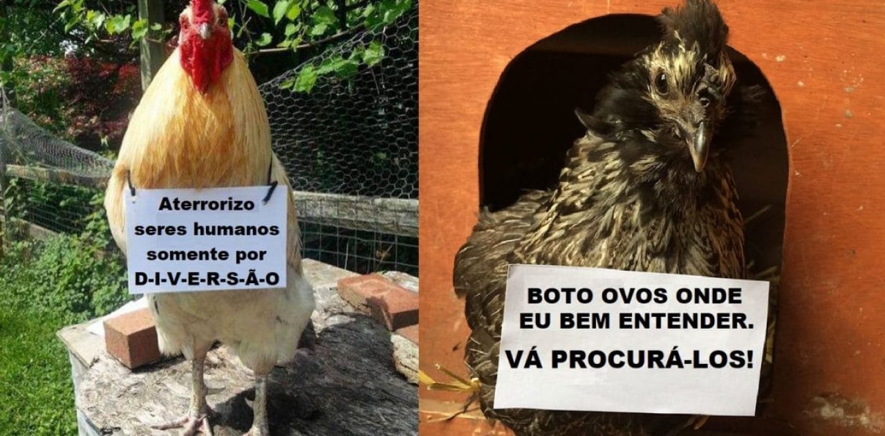 plaquinhas de galinhas capa