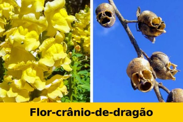 poder da natureza capa