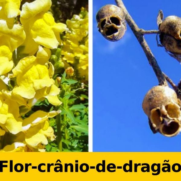 poder da natureza capa