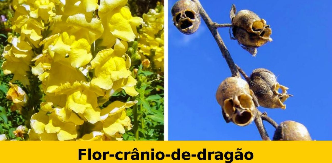poder da natureza capa