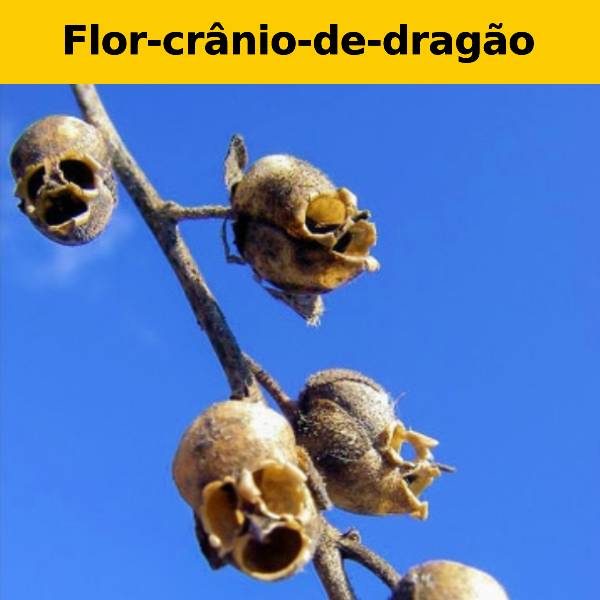 poder da natureza mobile