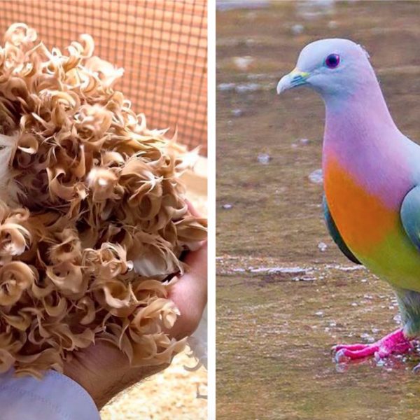 pombos