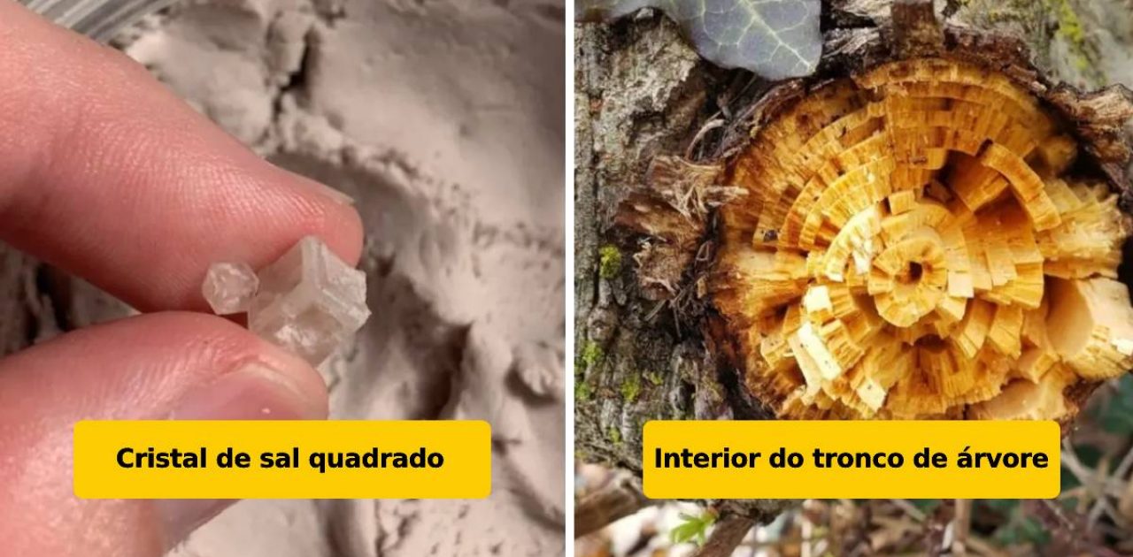 ponto de vista capa