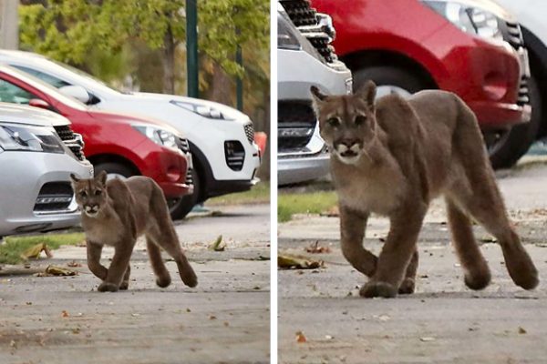 puma na rua capa