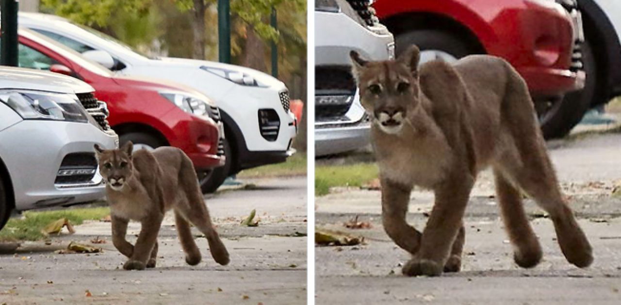 puma na rua capa