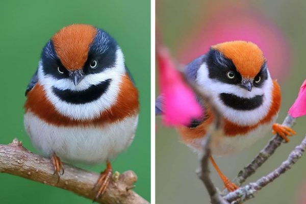 pássaro colorido capa