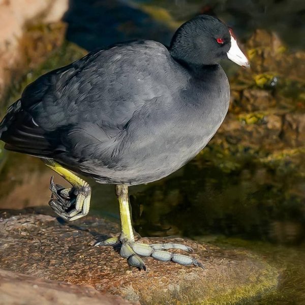 pé de pluma 01