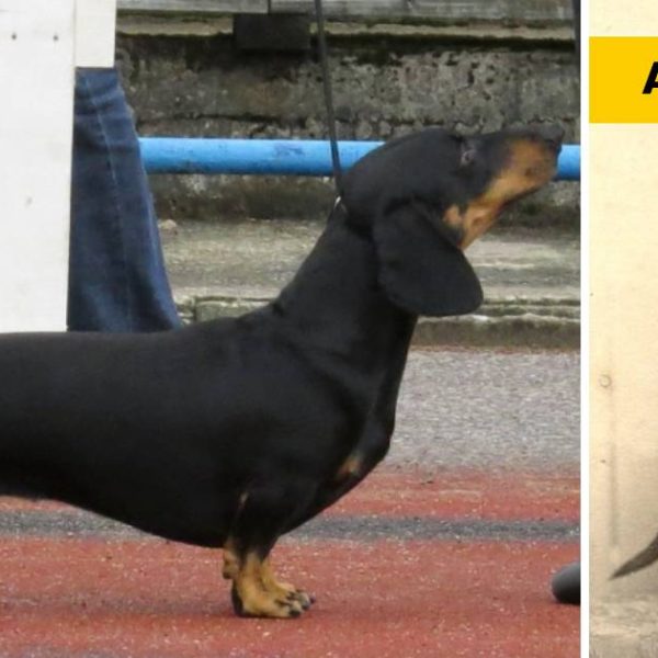 raça de cachorro capa