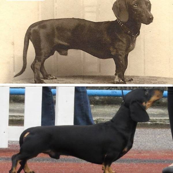 raça de cachorro mobile