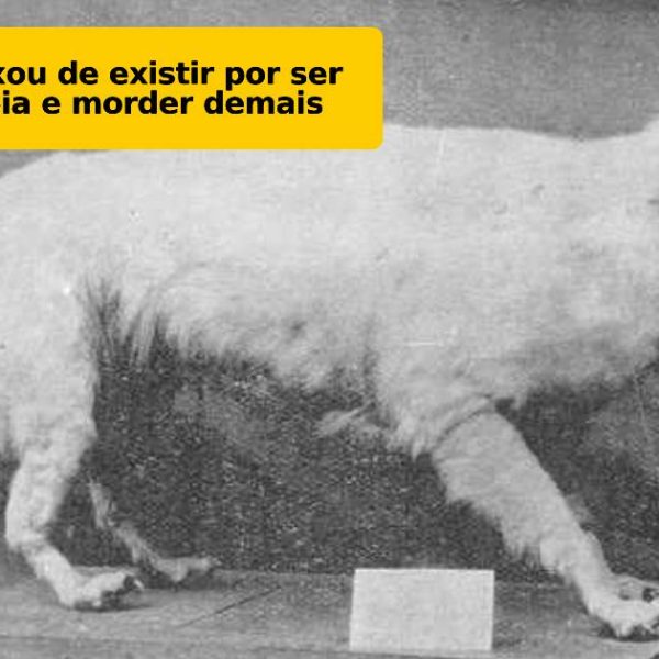 raças de cães capa