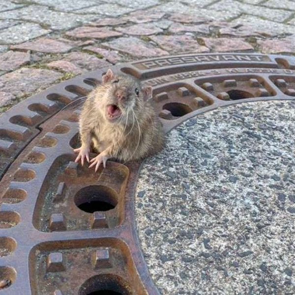 rata entalada capa