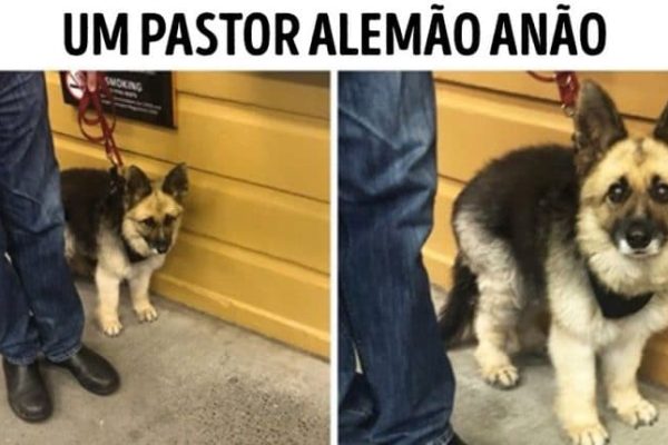 raças de cachorro capa