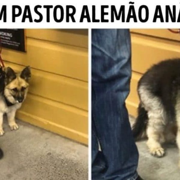 raças de cachorro capa