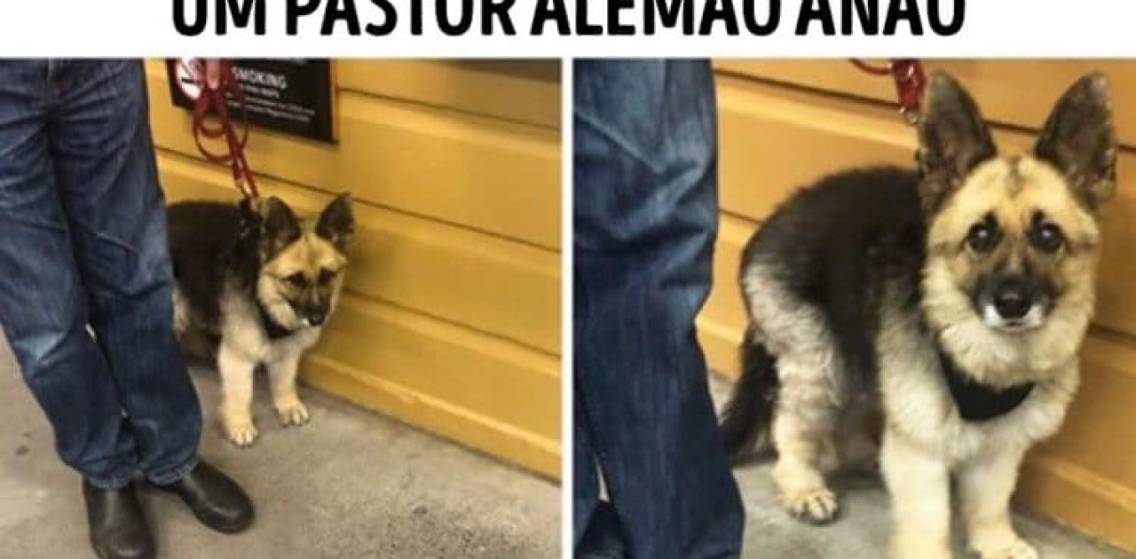 raças de cachorro capa