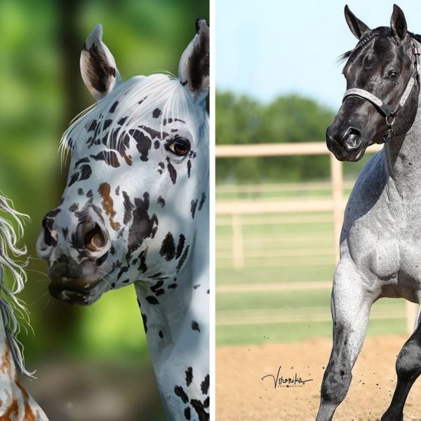 raças de cavalo capa