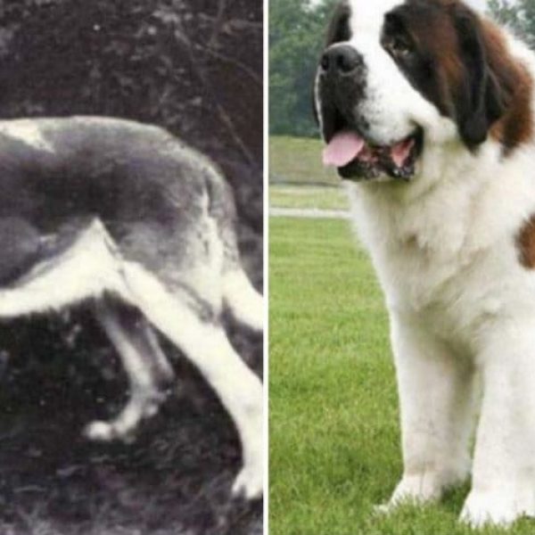 raças de cães capa