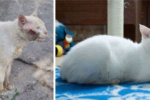 rescue-cat-abandoned-before-after-92__700