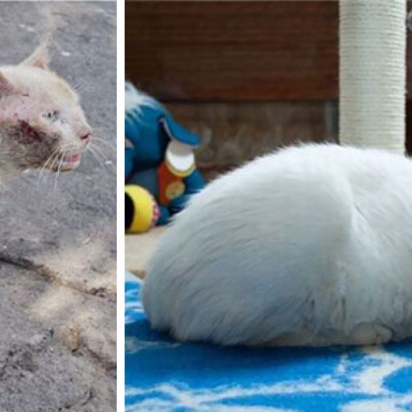 rescue-cat-abandoned-before-after-92__700