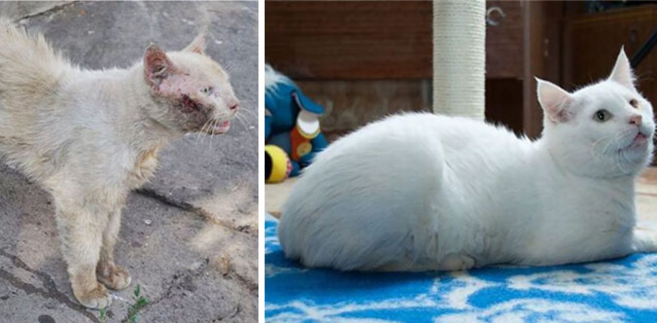 rescue-cat-abandoned-before-after-92__700
