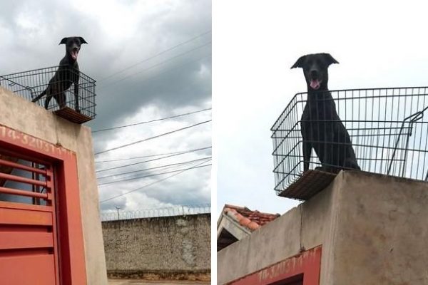 sacada pra cachorrinha capa