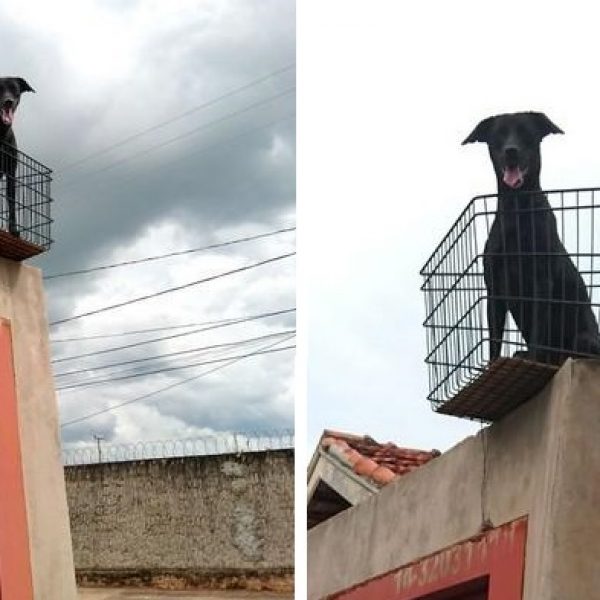 sacada pra cachorrinha capa