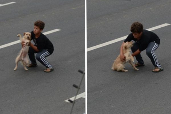 salvou cachorrinho capa